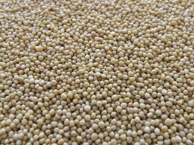 Why Does the Soybean Market Smell Like Fish?