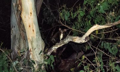 NSW forestry agency ordered to stop logging after greater glider found dead