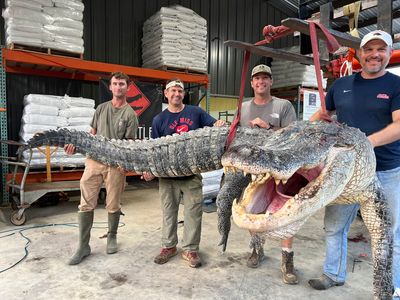 Longest alligator in Mississippi history captured by hunters