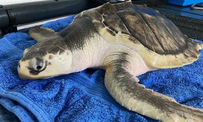 Rare sea turtle swept across Atlantic to Welsh beach flies home to Texas