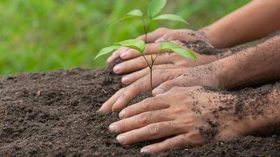 Green court directs Border Roads Organisation to plant 10,000 trees in Uttarakhand