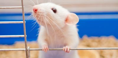 We won't always have to use animals for medical research. Here's what we can do instead