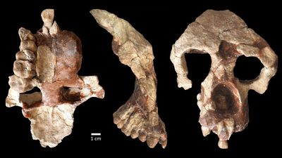 Human and ape ancestors arose in Europe, not in Africa, controversial study claims