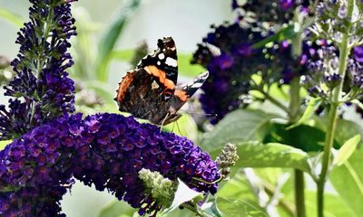 A vintage butterfly summer in Britain – what’s going on?