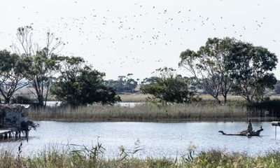 Unions to target Labor MPs after inquiry finds duck hunting should be banned in Victoria