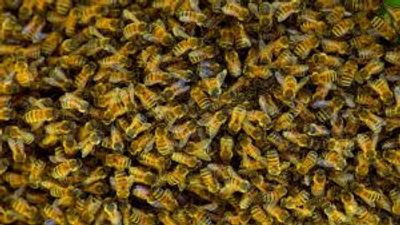 Crash frees millions of bees