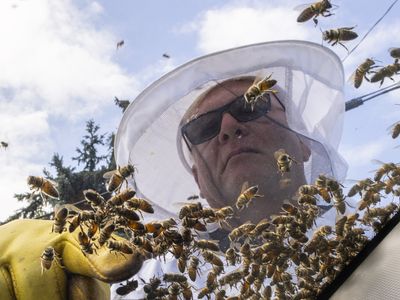 5 million bees fall off a truck near Toronto and drivers are asked to close windows