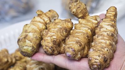 I grew these edible tubers for chefs – here is my tip for when to harvest Jerusalem artichokes