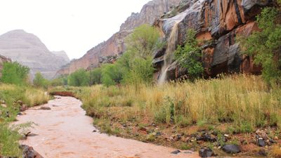 “Covered in mud from head to toe”: hiker and dog swept down canyon in flash flood