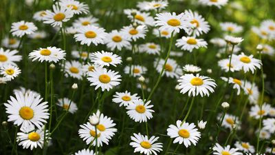When to cut back daisies – for healthy plants and plenty of flowers