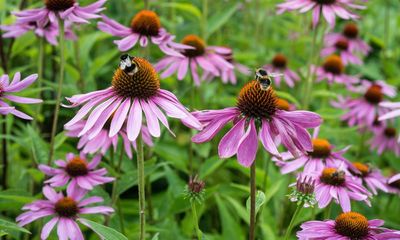 ‘A national living library’: UK charity’s plea to save rare plants from extinction