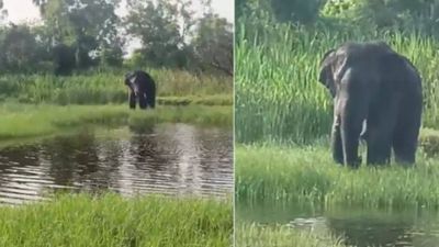 Tusker captured after killing three in Andhra Pradesh-Tamil Nadu border