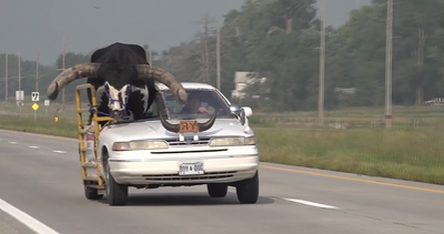 Man pulled over for driving with huge bull riding shotgun in Nebraska