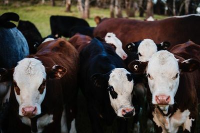 What Does the End of the 2023 Grilling Season Mean for Cattle Futures?