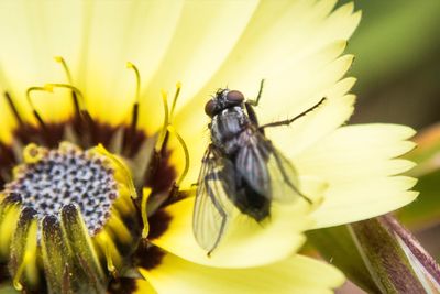 Fly in your drink? Don't be spooked