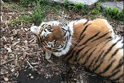 Rare Amur tiger dies in ‘freak accident’ at Colorado zoo