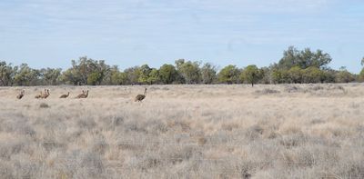 'Emu Men': a new way to recognise and celebrate Indigenous fathers
