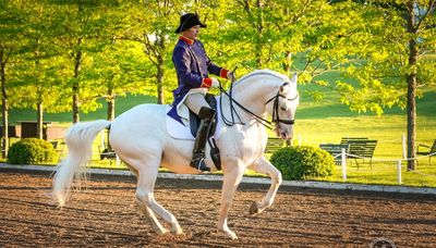 Tempel Lipizzans expected to be sold in wake of Illinois show’s closure