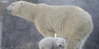 How analyzing ancient and modern polar bear samples reveals the full scope of global warming