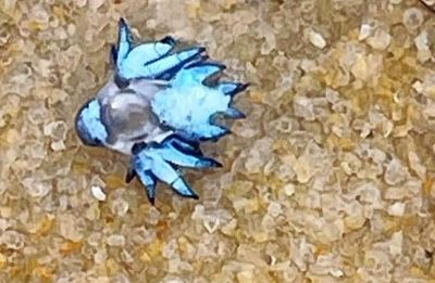 Venomous ‘blue dragon’ found on Phuket beach