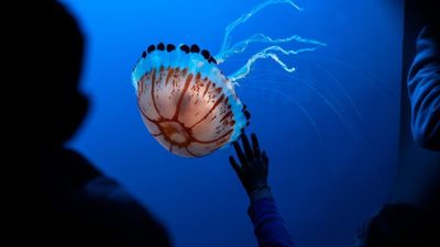 Parents Say Half Of Children Start To Lose Their Sense Of Wonder By This Age