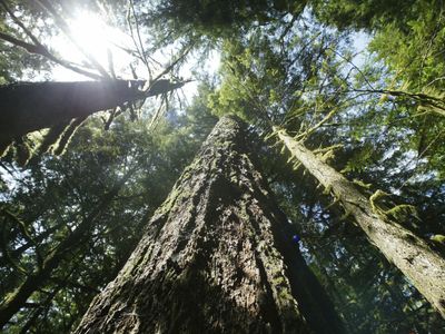 Judge: Trump-era rule change allowing the logging of old-growth forests violates laws