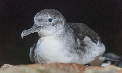 Country diary: Up close with these veterans of the ocean