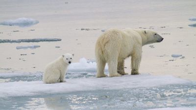 Polar Bear Population Decline Linked To Greenhouse Gas Emissions For First Time