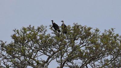 Harmful NSAIDs continue to be sold in pharmacies around vulture habitats in Nilgiris, study finds