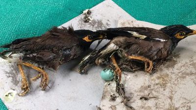 Arunachal Pradesh bans rodent-catching glue traps