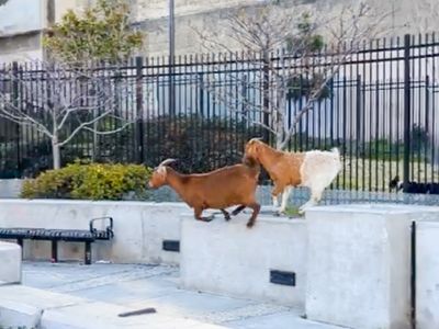 Whatever happened to the runaway goats of San Francisco?