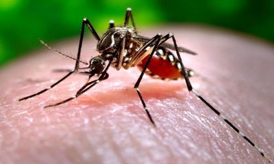 Dengue havoc continues in Haridwar, number of patients reaches 103