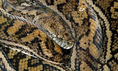 Australia’s huge python makes me appreciate queues and bad weather