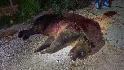 Rifle slaying of a brown bear in Italy leaves 2 cubs motherless and is decried by locals, minister