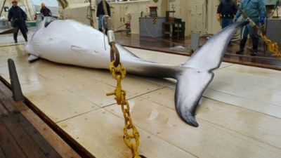 Iceland's government gives green light to resume commercial whaling