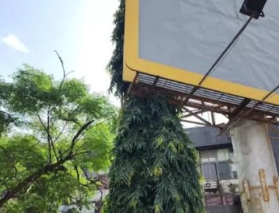 Navi Mumbai: Civic body's notice to society where new hoarding has pushed back tree