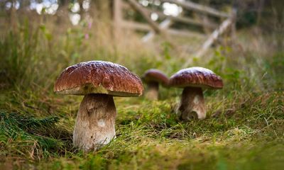 Mushroom pickers urged to avoid foraging books on Amazon that appear to be written by AI