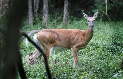 Kentucky deer hunting season to begin Saturday