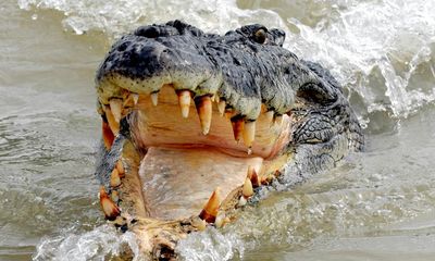 More decapitated crocodiles found in Queensland amid reports of body part black market