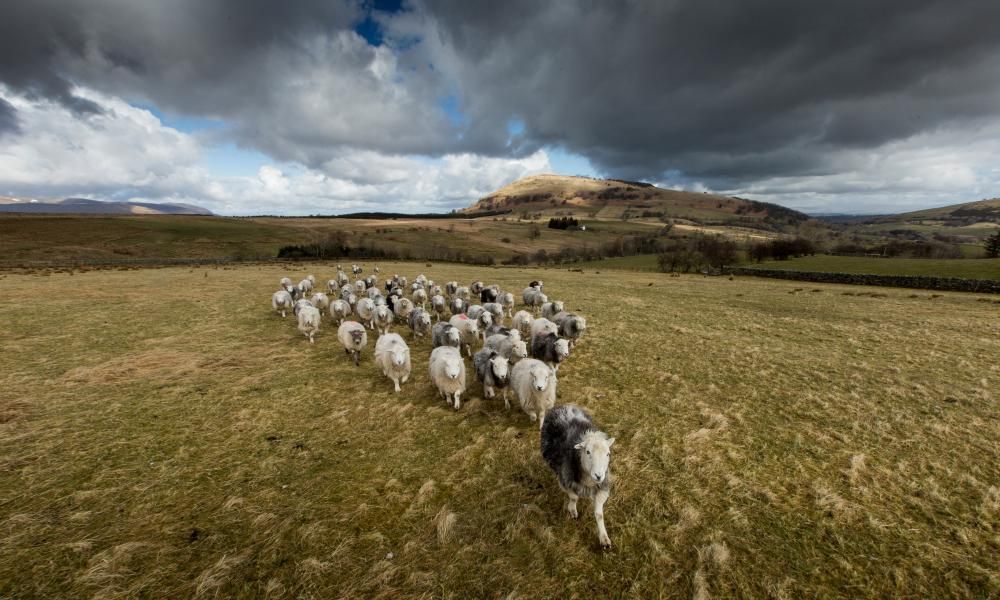 The Farmer’s Wife by Helen Rebanks review – farm to…