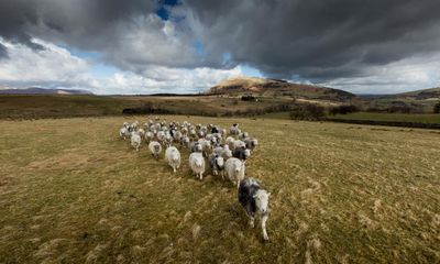 The Farmer’s Wife by Helen Rebanks review – farm to fork