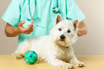 Anti-vaxxers are now after your dog