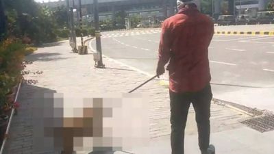 Animal rights activists condemn illegitimate removal of sterilized dogs before G20 Summits in India