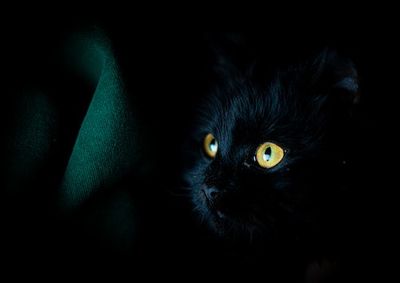 Why Is My Cat Awake At Night? A Veterinarian Reveals the Answer to Nighttime Antics