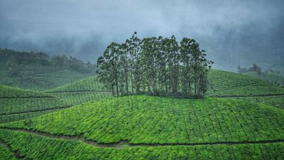 Govt. issues final notification for Munnar Hill Area Authority