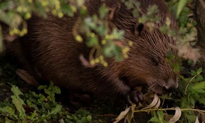 Beavers are back – but scientists fear Defra’s silence on protection deal