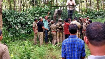 Dearth of facilities to keep captured tigers puts wildlife managers in Wayanad in a fix