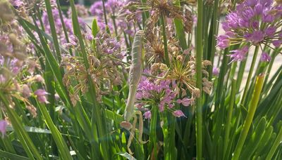 Chicago outdoors: Play find the praying mantis and other notes