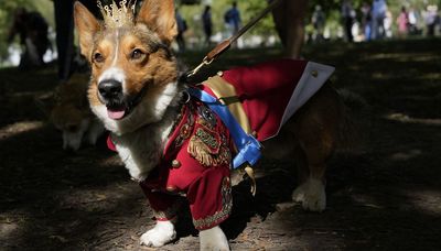 Corgis parade outside Buckingham Palace