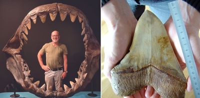 How diving as a boy took Tim Flannery on the trail of the megalodon in all its 'terrifying glory'